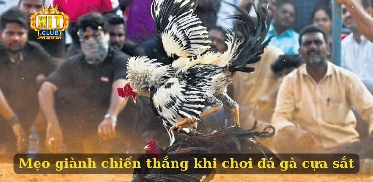 Đá gà cựa sắt - Hình thức cá cược chất lượng và uy tín 3 Mẹo giành chiến thắng khi chơi đá gà cựa sắt